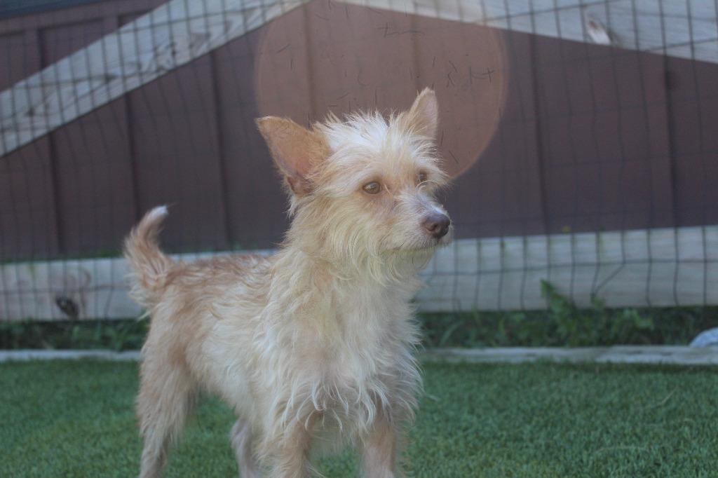 Boston, an adopted mixed breed in Chestertown, MD image 3/4