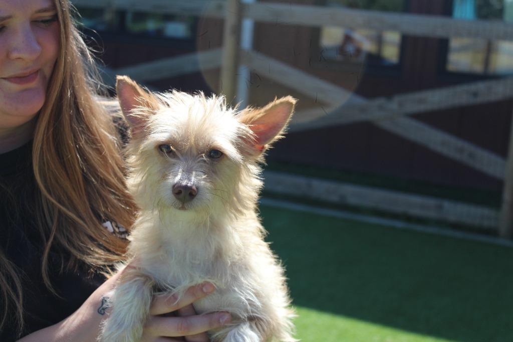 Boston, an adopted mixed breed in Chestertown, MD image 4/4