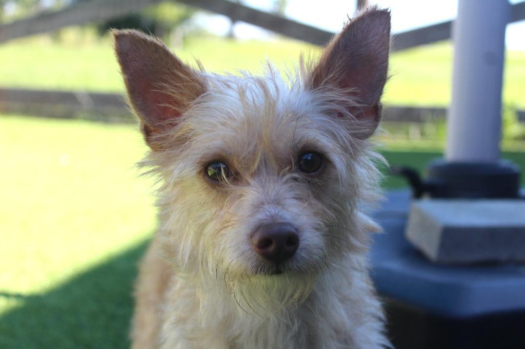 Boston, an adopted mixed breed in Chestertown, MD image 2/4