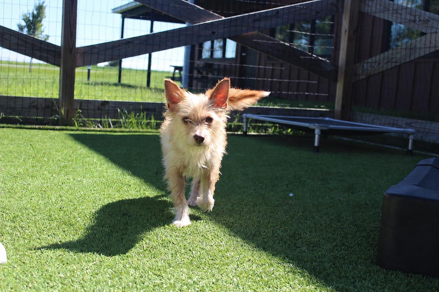 Boston, an adopted mixed breed in Chestertown, MD image 1/4