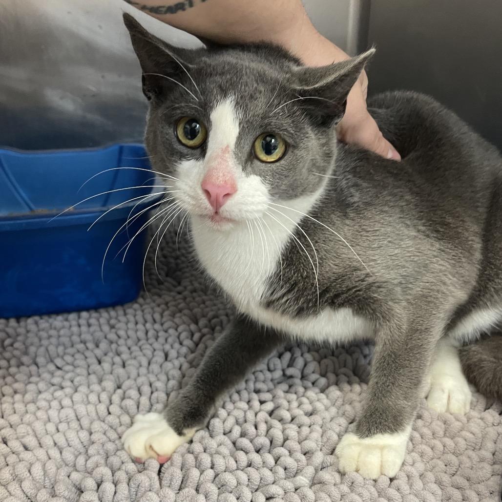 Fish — thumbnail 2