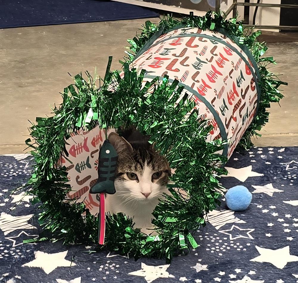 Enlarge Mist, a Adoptable Domestic Short Hair in Ruskin, FL image 1/2