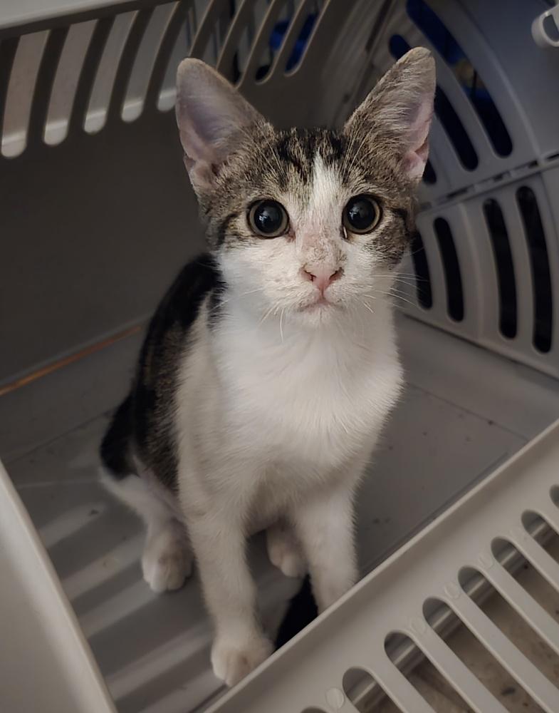 Enlarge Mist, a Adoptable Domestic Short Hair in Ruskin, FL image 2/2