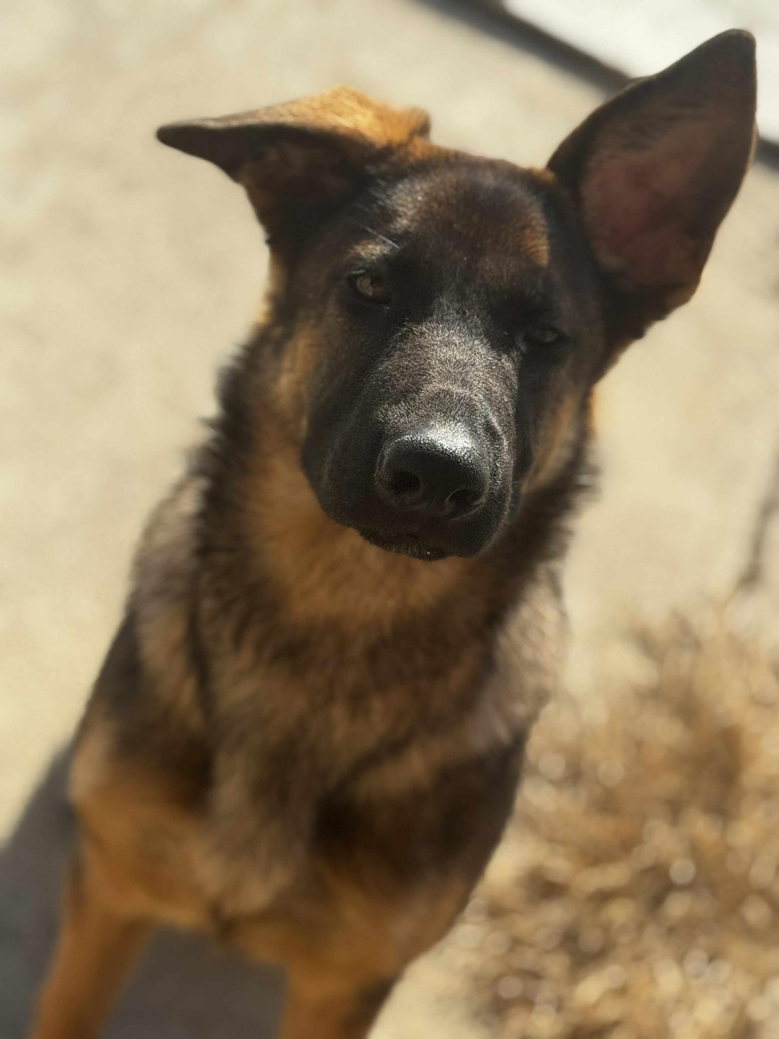Enlarge Maple, a ADOPTABLE German Shepherd Dog in MARION, IN image 1/1