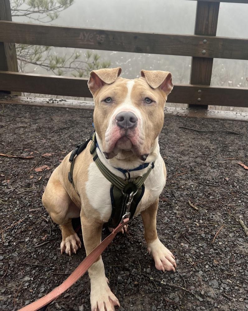 Zack, Adoptable, Adult Male Pit Bull Terrier.