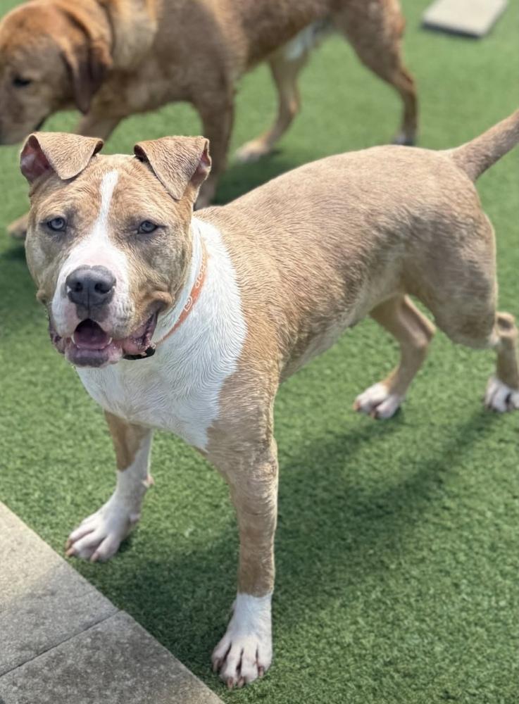 Zack, Adoptable, Adult Male Pit Bull Terrier.