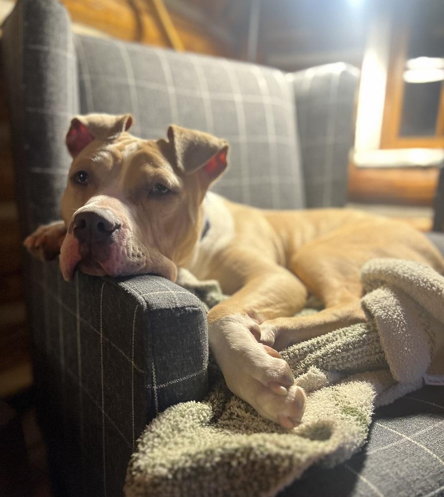 Enlarge Zack, a Adoptable mixed breed in Irwin, PA image 2/6