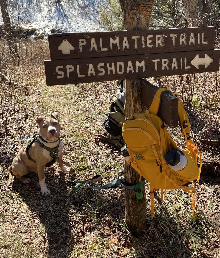 Enlarge Zack, a Adoptable mixed breed in Irwin, PA image 3/6