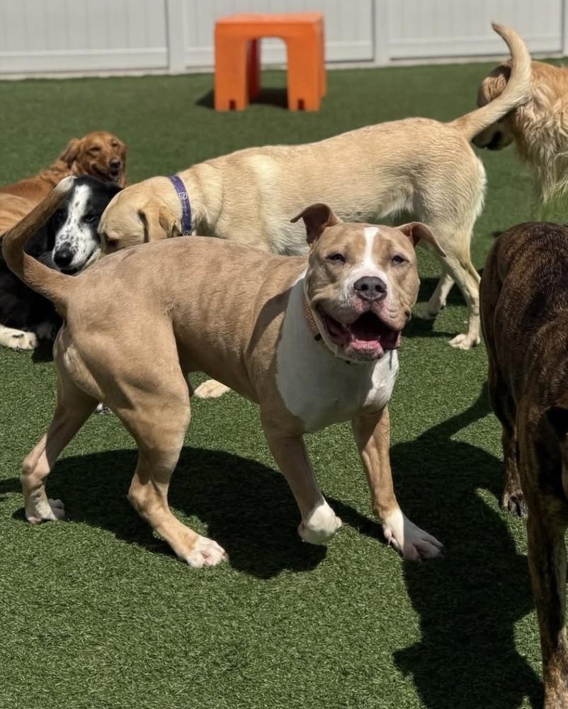 Enlarge Zack, a Adoptable mixed breed in Irwin, PA image 4/6