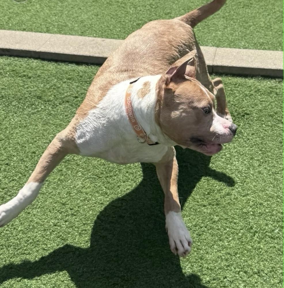 Enlarge Zack, a Adoptable mixed breed in Irwin, PA image 5/6