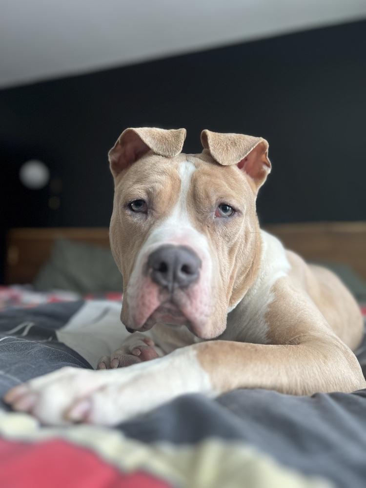 Enlarge Zack, a Adoptable mixed breed in Irwin, PA image 5/6