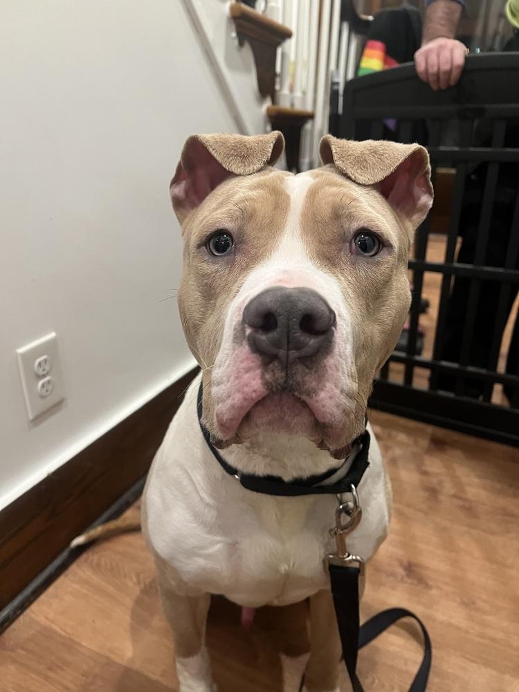 Enlarge Zack, a Adoptable mixed breed in Irwin, PA image 4/6