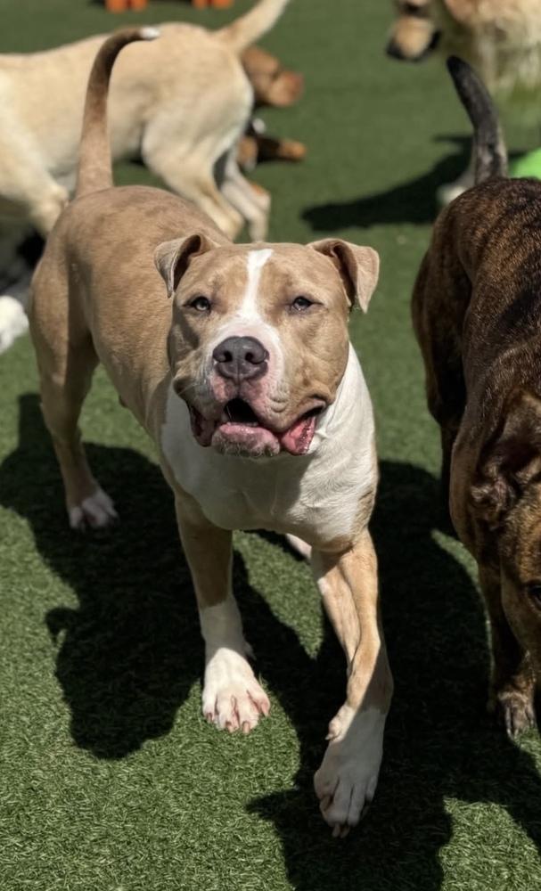 Enlarge Zack, a Adoptable mixed breed in Irwin, PA image 2/6