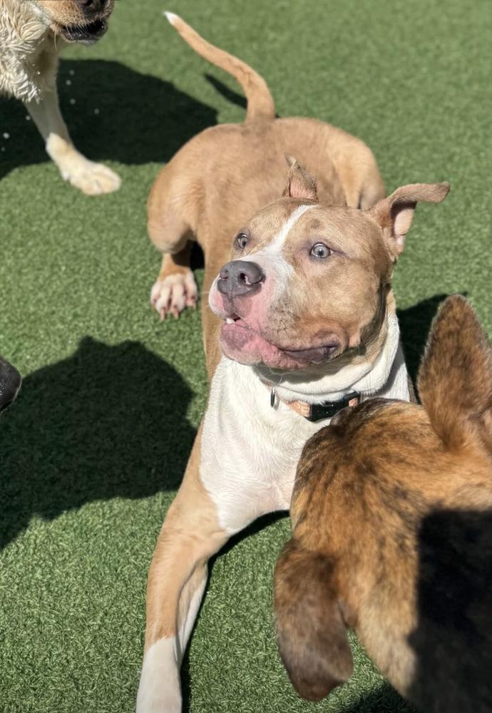 Enlarge Zack, a Adoptable mixed breed in Irwin, PA image 6/6