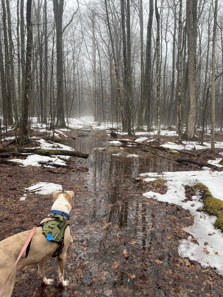 Enlarge Zack, a Adoptable mixed breed in Irwin, PA image 6/6