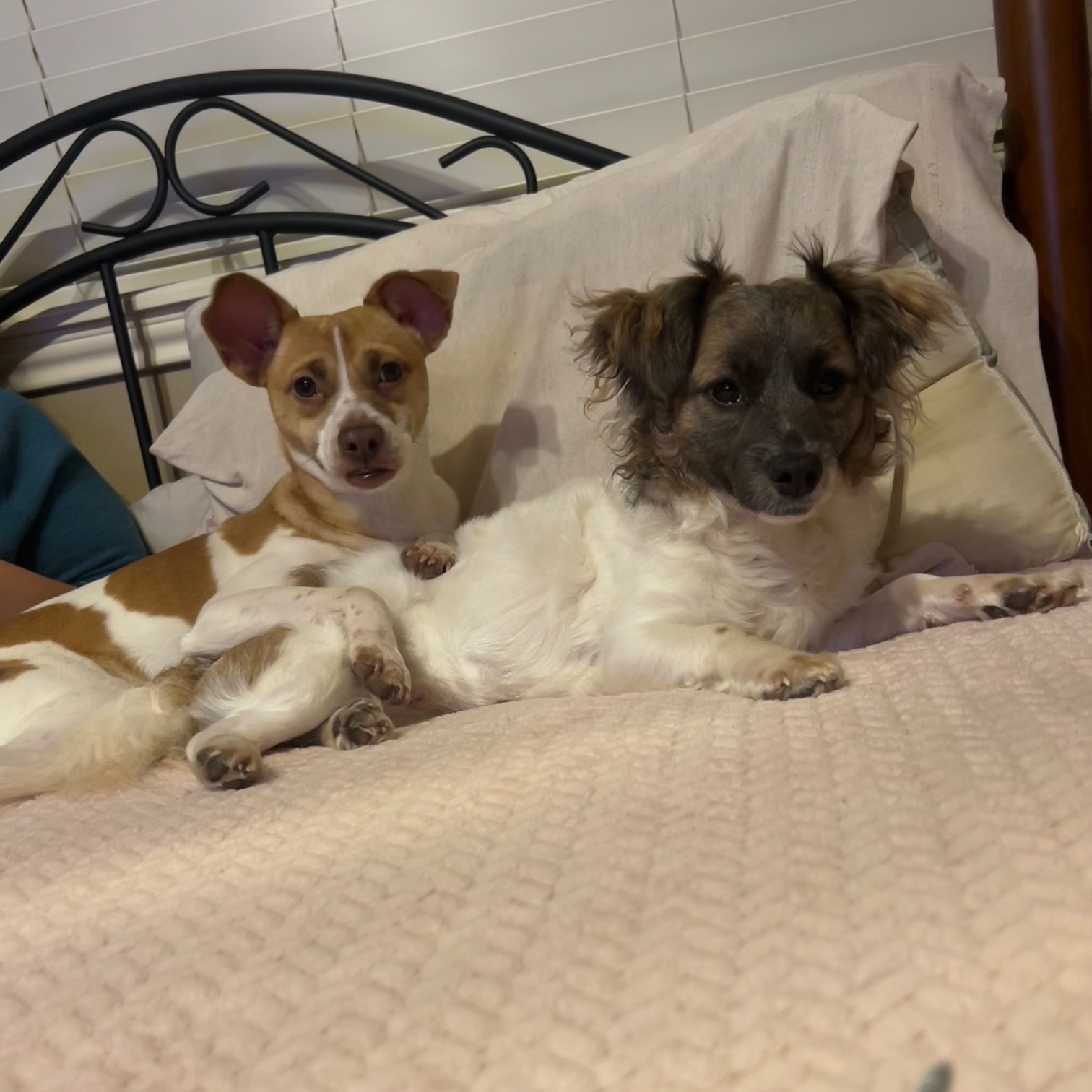 LITTLE LARRY & LEO (bonded pair) — thumbnail 2