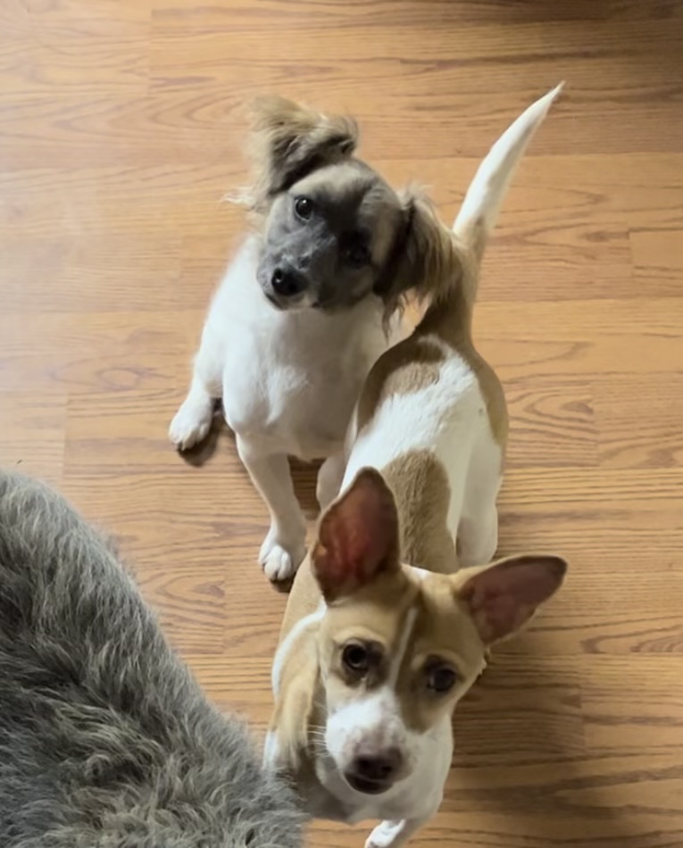 LITTLE LARRY & LEO (bonded pair) — thumbnail 4