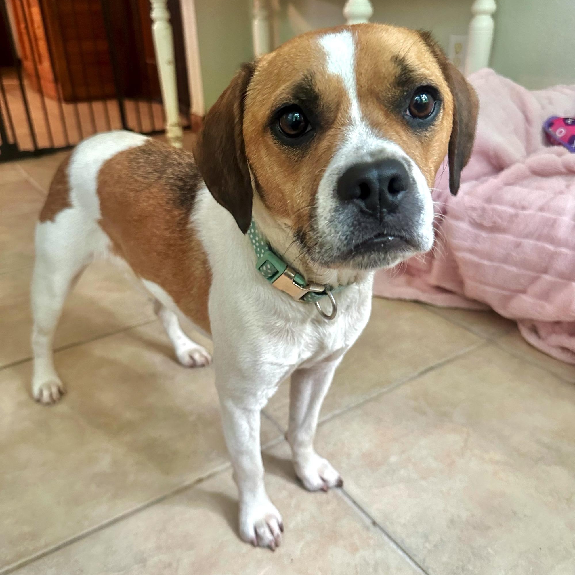 Millie, a ADOPTABLE mixed breed in High Ridge, MO image 4/6