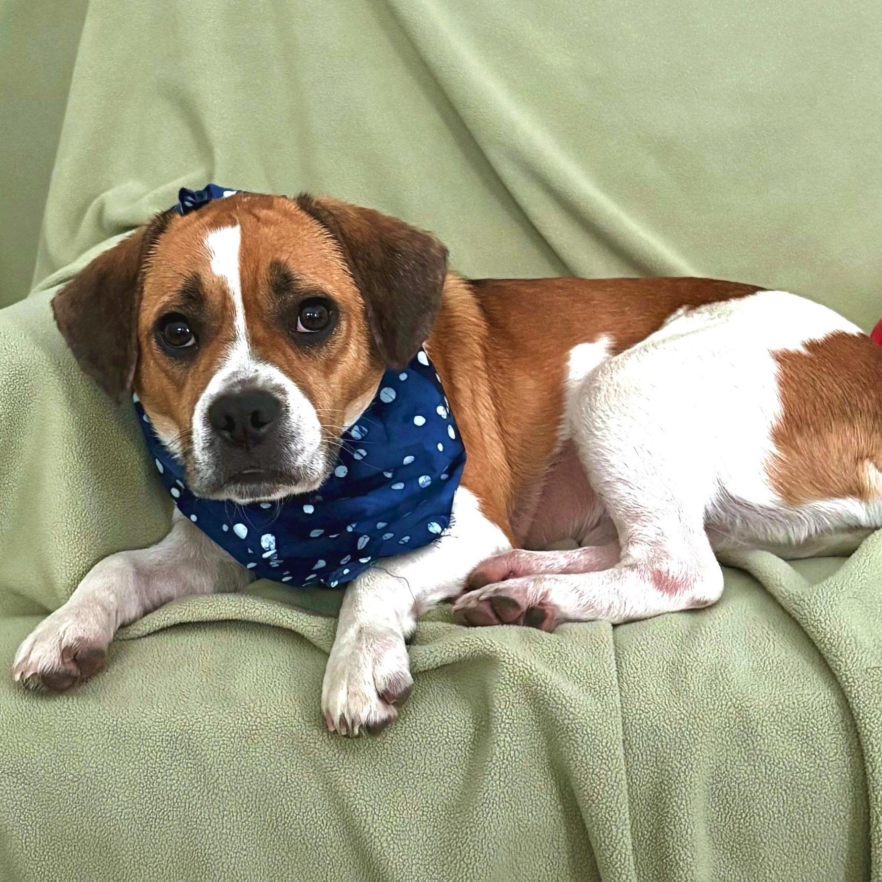 Enlarge Millie, a ADOPTABLE mixed breed in High Ridge, MO image 4/4