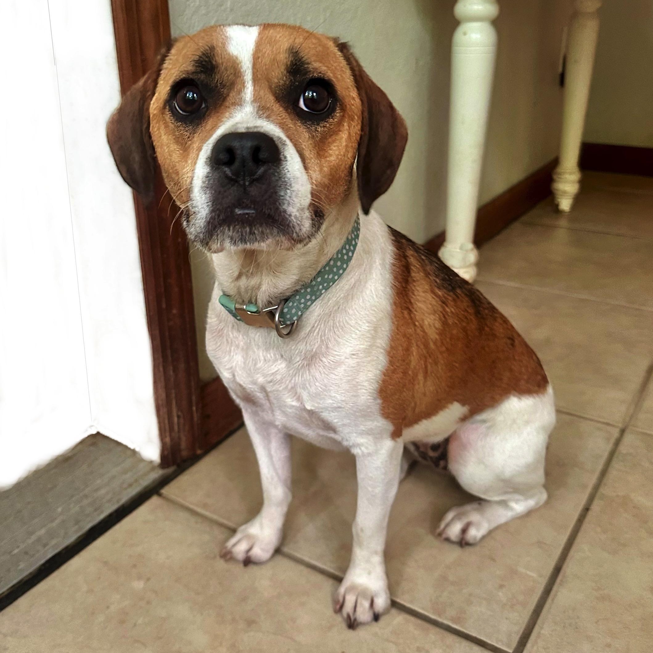 Millie, a ADOPTABLE mixed breed in High Ridge, MO image 6/6