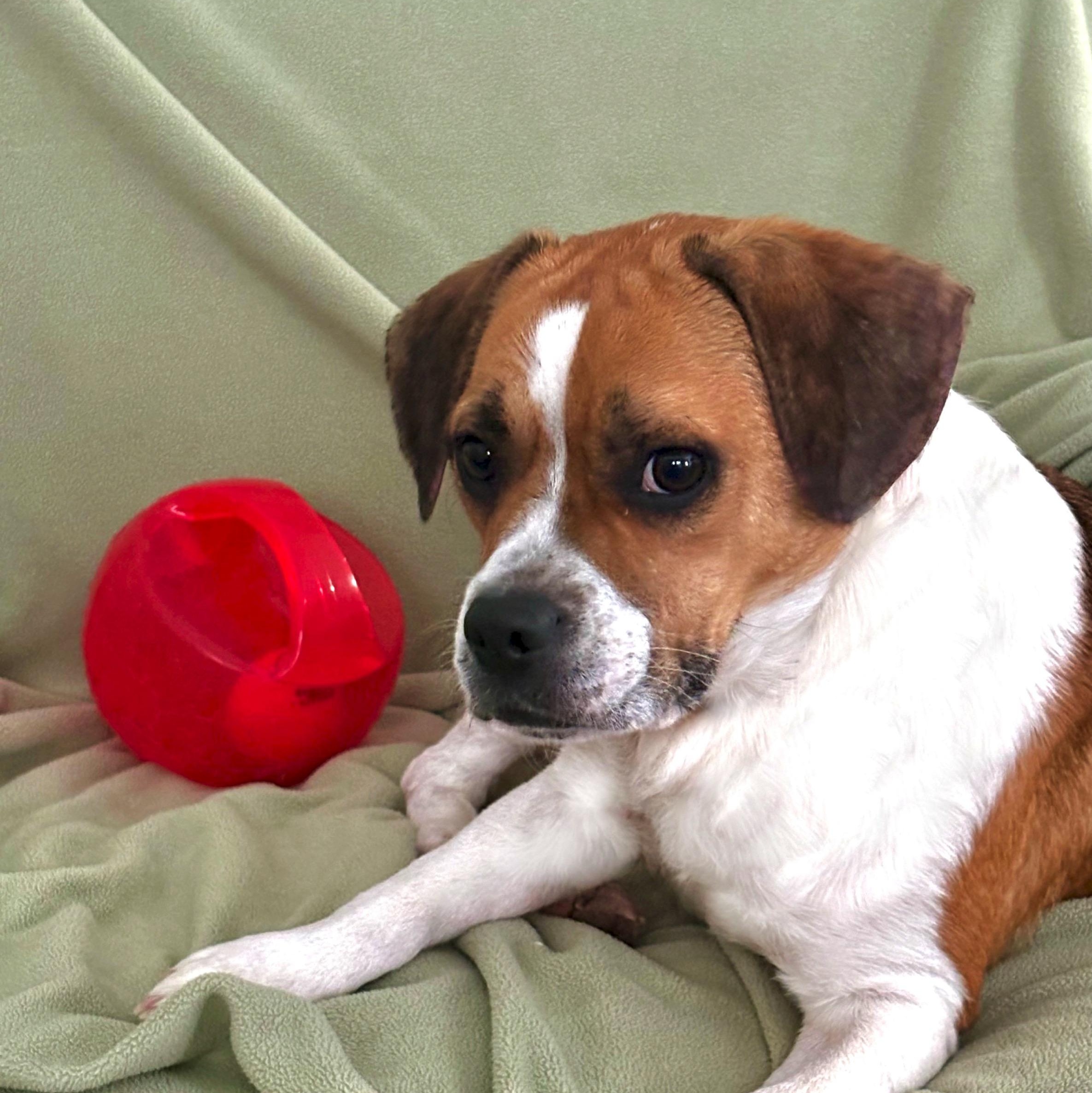 Enlarge Millie, a ADOPTABLE mixed breed in High Ridge, MO image 3/4