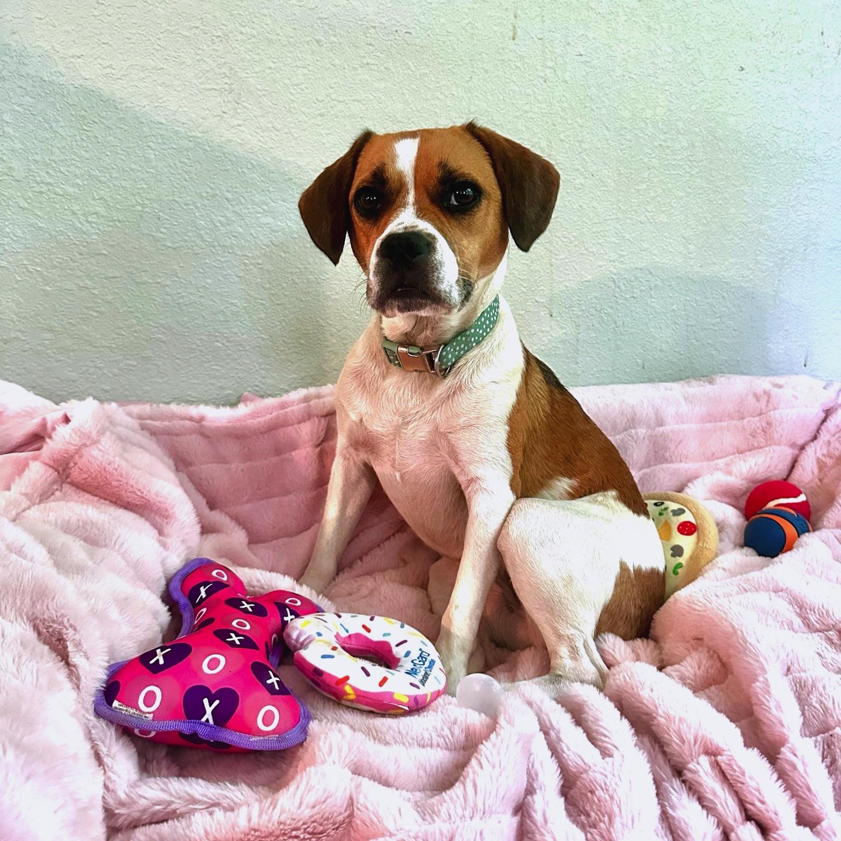 Millie, ADOPTABLE, Young Female French Bulldog.
