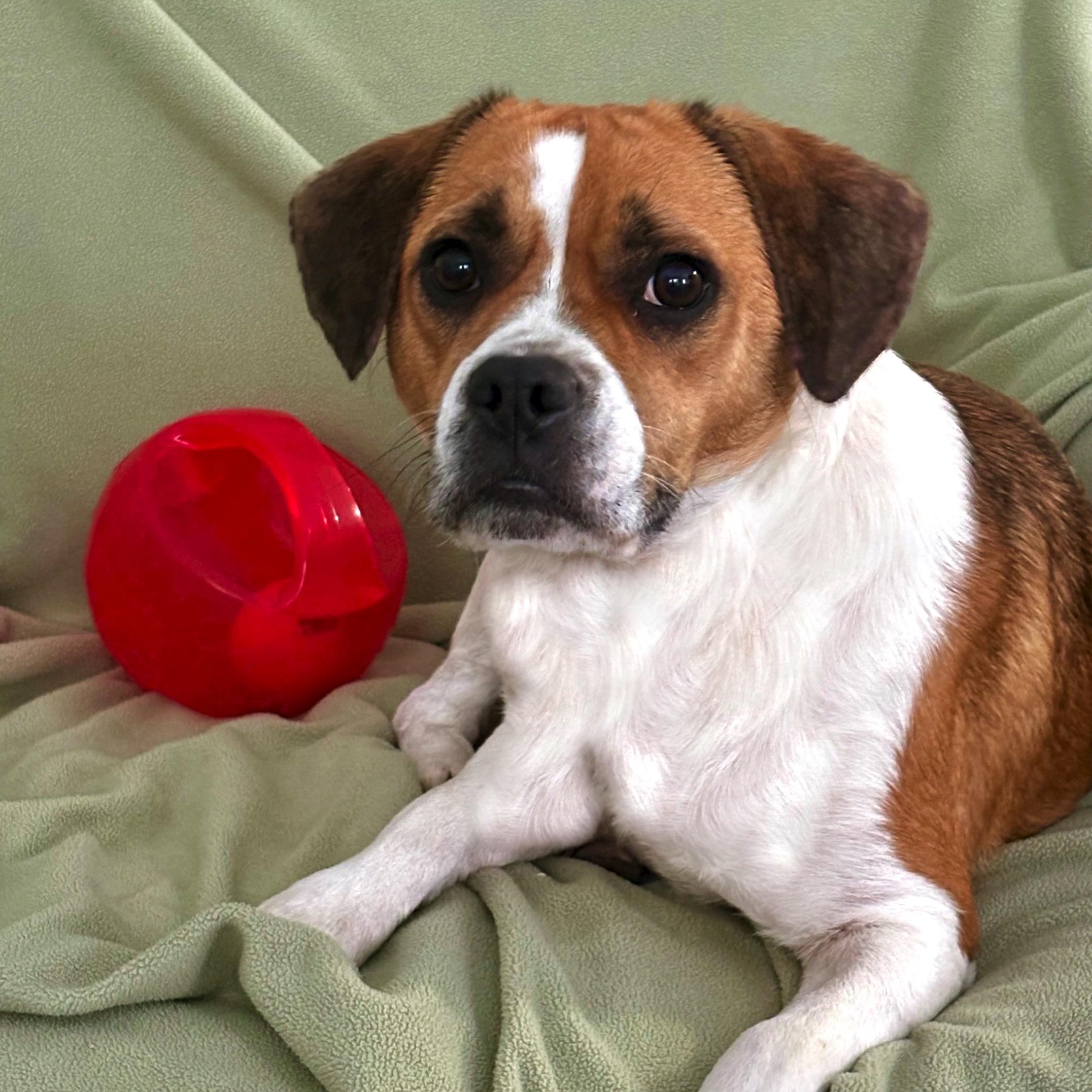 Enlarge Millie, a ADOPTABLE mixed breed in High Ridge, MO image 2/4