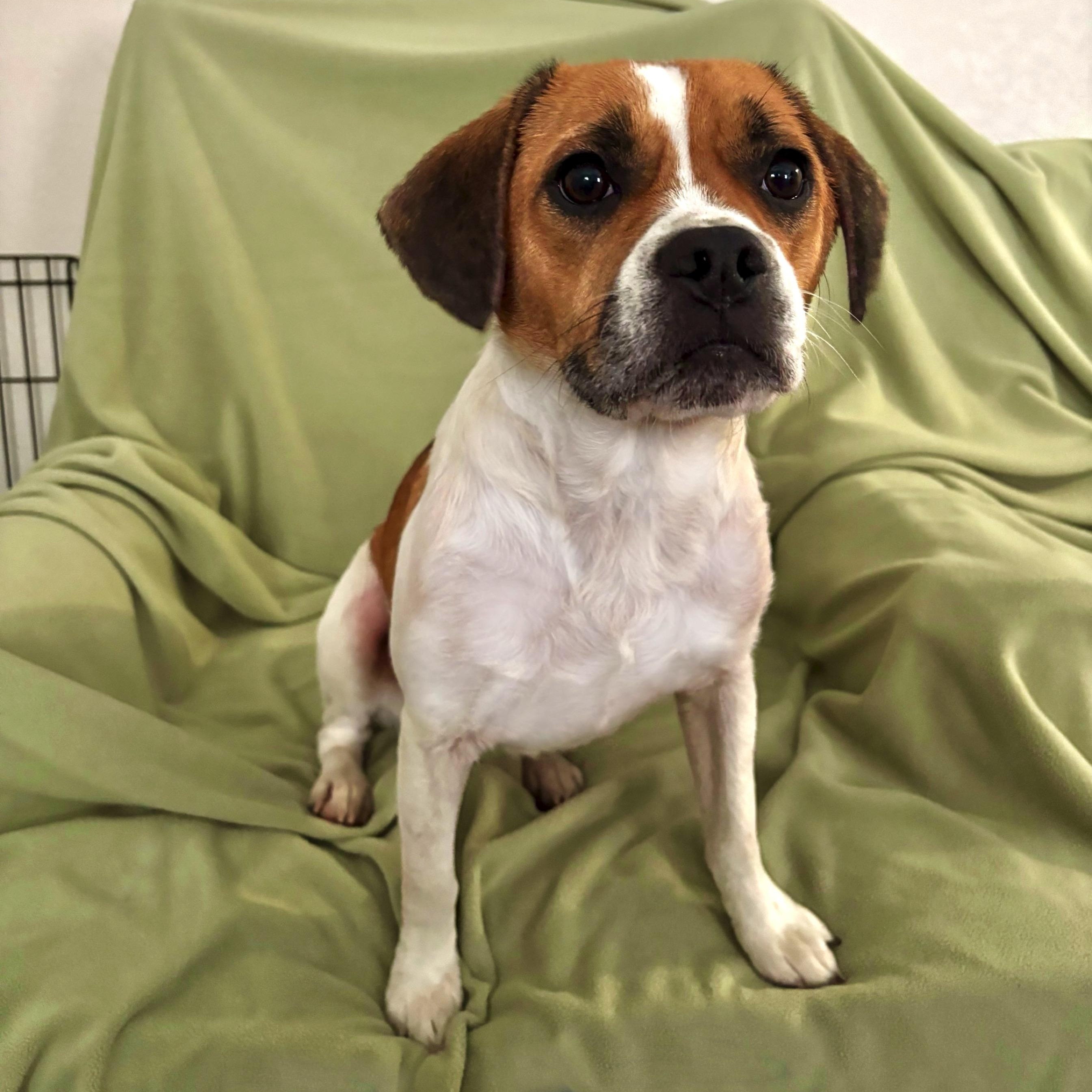 Enlarge Millie, a ADOPTABLE mixed breed in High Ridge, MO image 1/4