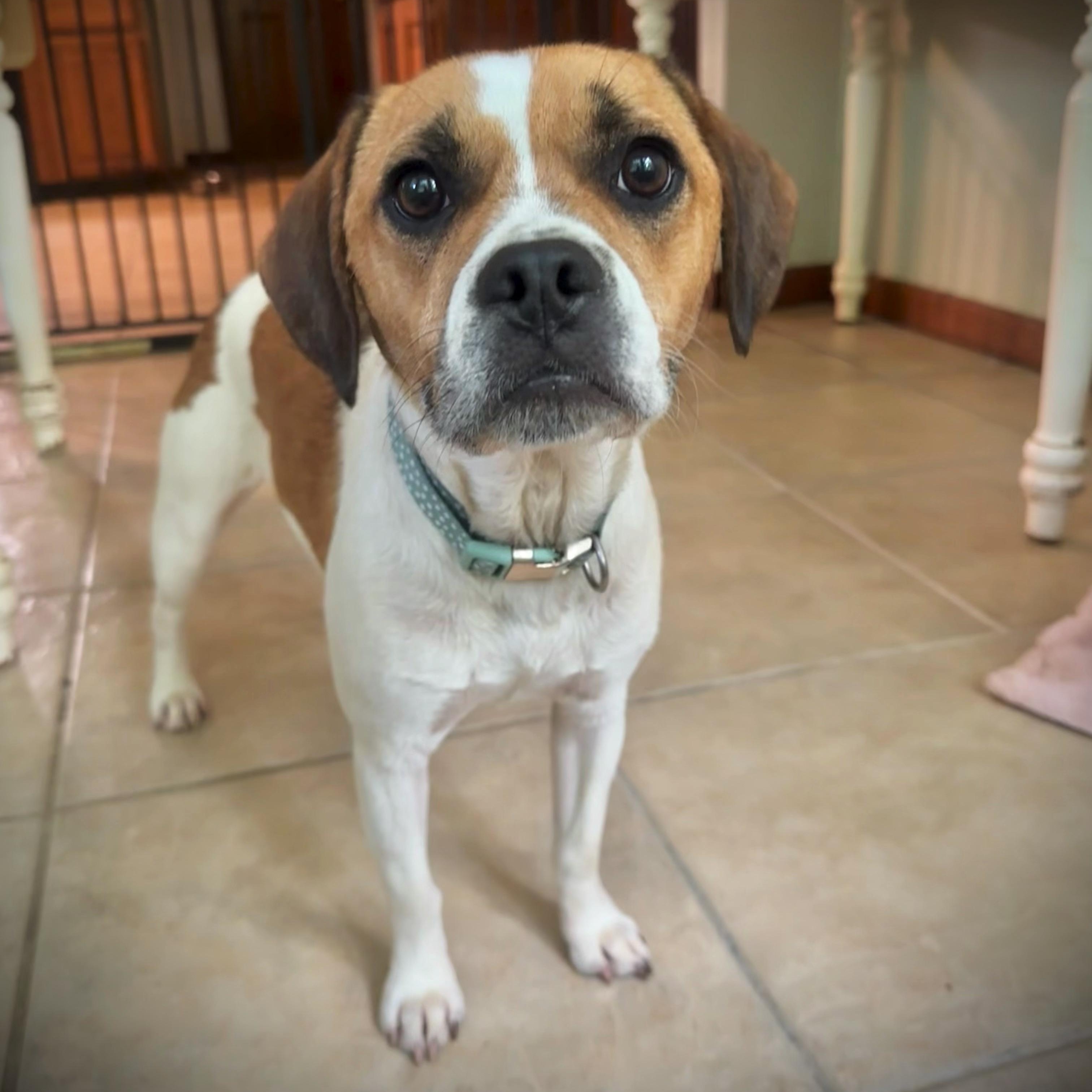 Millie, a ADOPTABLE mixed breed in High Ridge, MO image 3/6