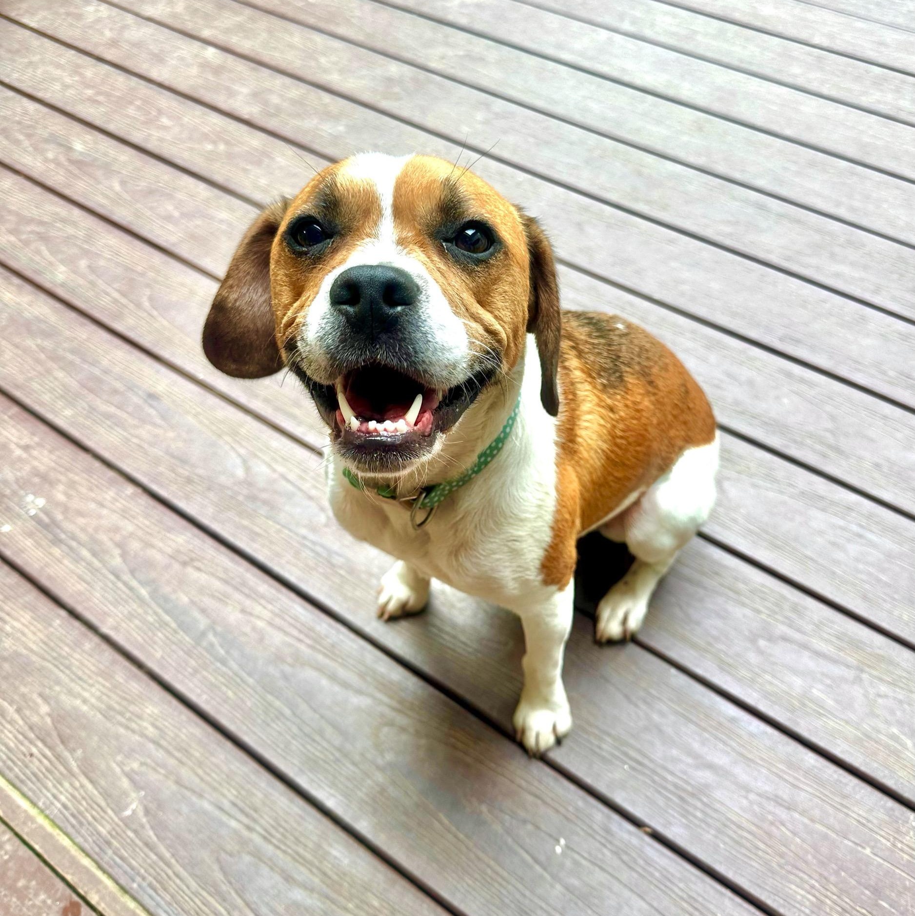 Millie, a ADOPTABLE mixed breed in High Ridge, MO image 5/6
