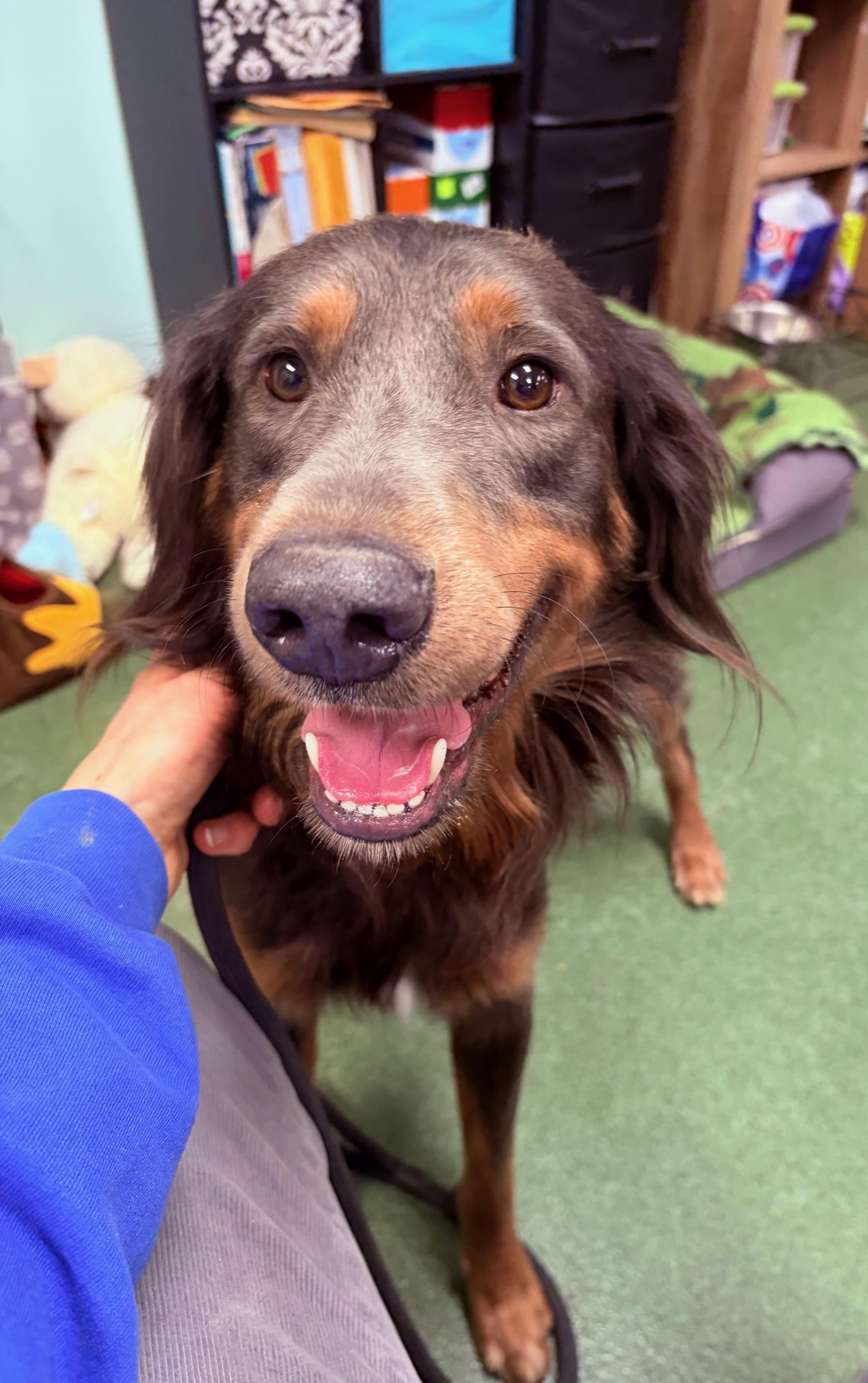 Enlarge Sunday, a ADOPTABLE mixed breed in Seneca, PA image 1/2