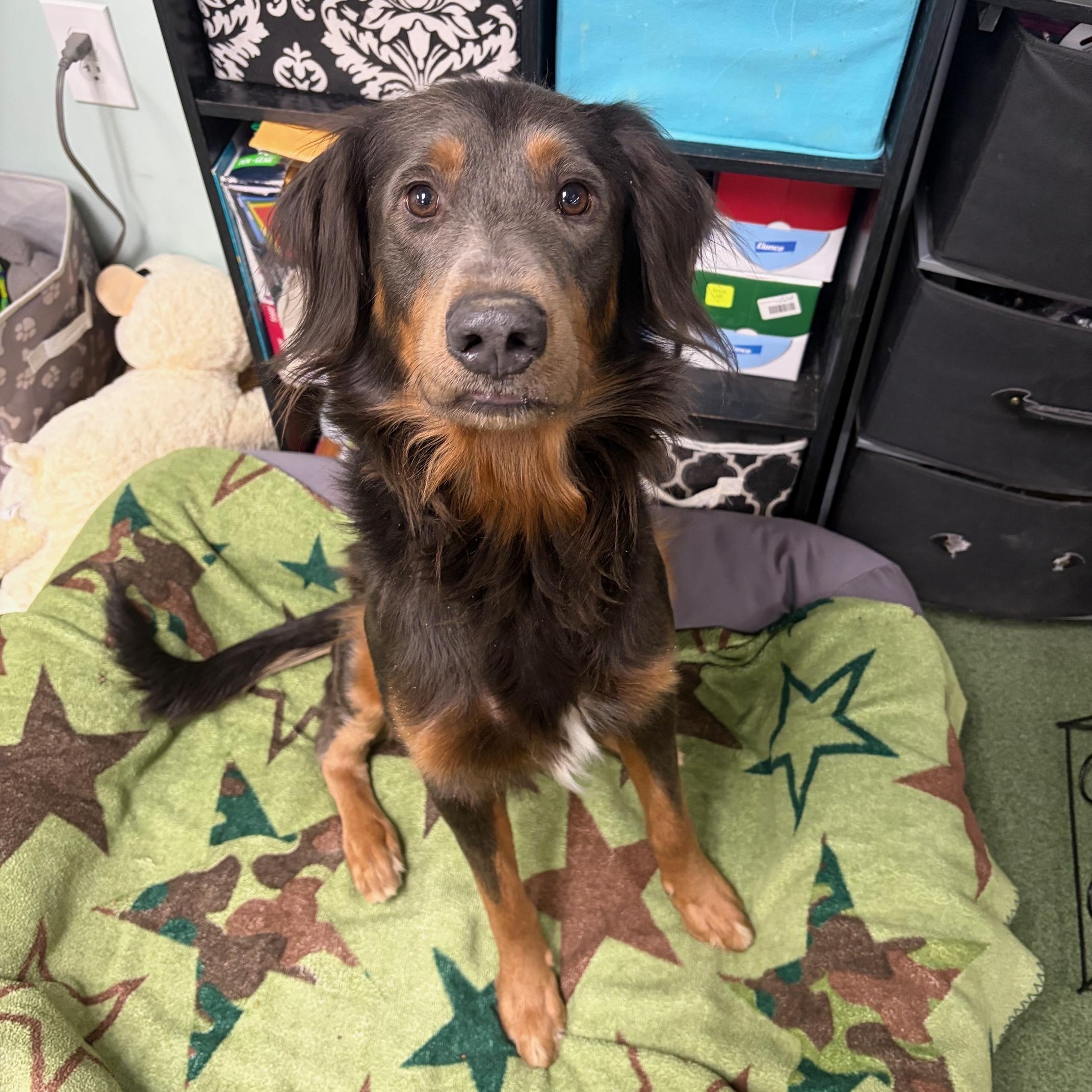 Enlarge Sunday, a ADOPTABLE mixed breed in Seneca, PA image 2/2