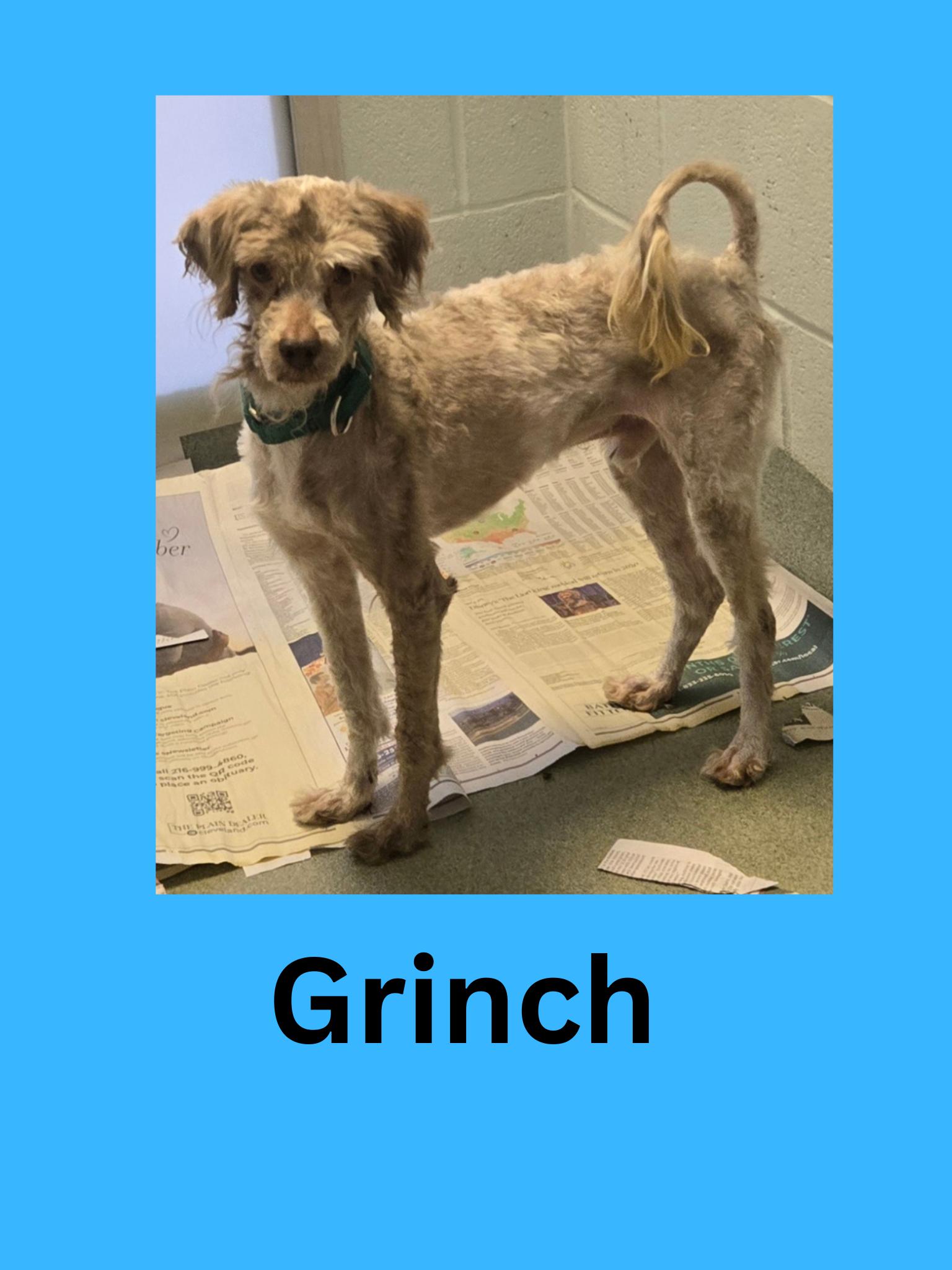 Enlarge Grinch, a ADOPTABLE mixed breed in Ravenna, OH image 1/1