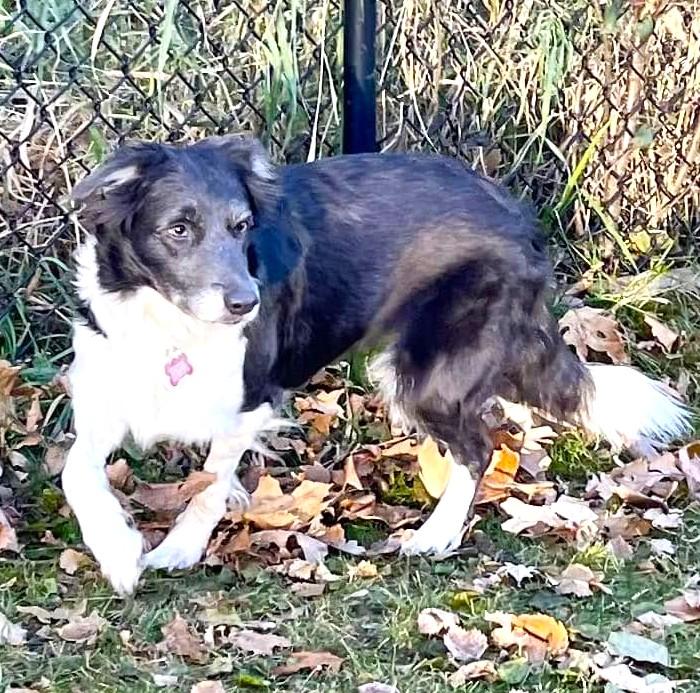 Gem - adopted!, adopted, Adult Female Border Collie.