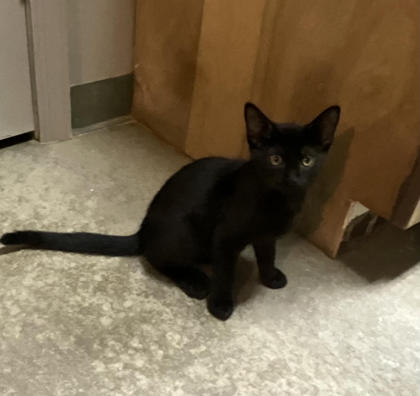 Enlarge Rocket, a ADOPTABLE mixed breed in Avonmore, PA image 1/1
