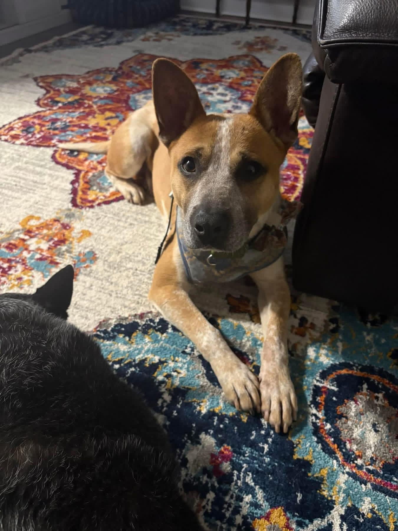 Redman, an adopted mixed breed in Richmond, VA image 5/6