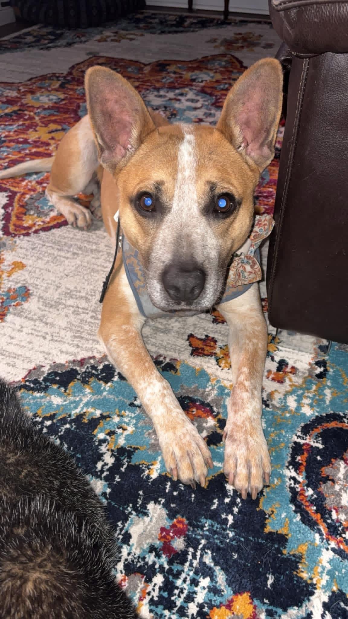 Redman, an adopted mixed breed in Richmond, VA image 6/6