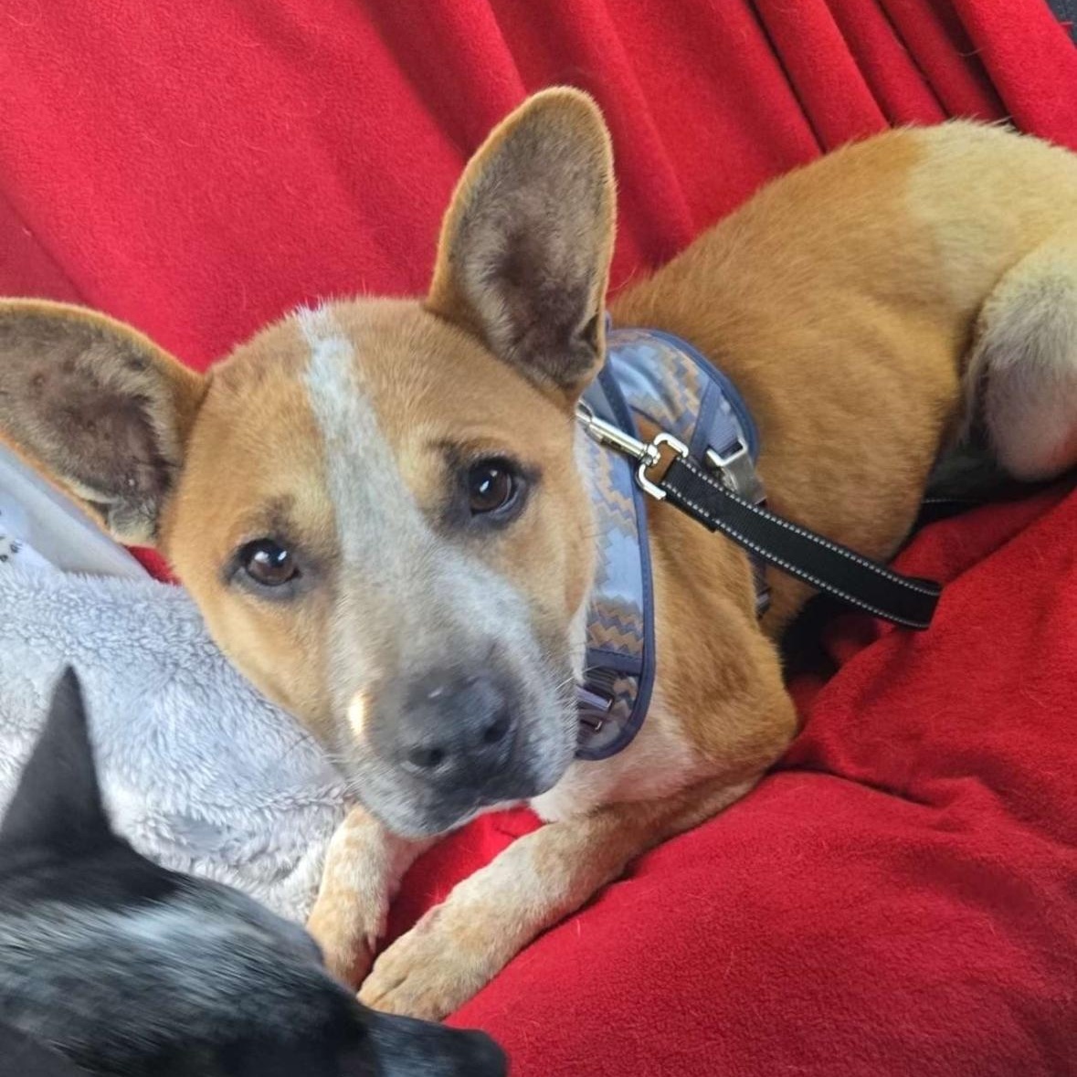 Redman, an adopted mixed breed in Richmond, VA image 3/6