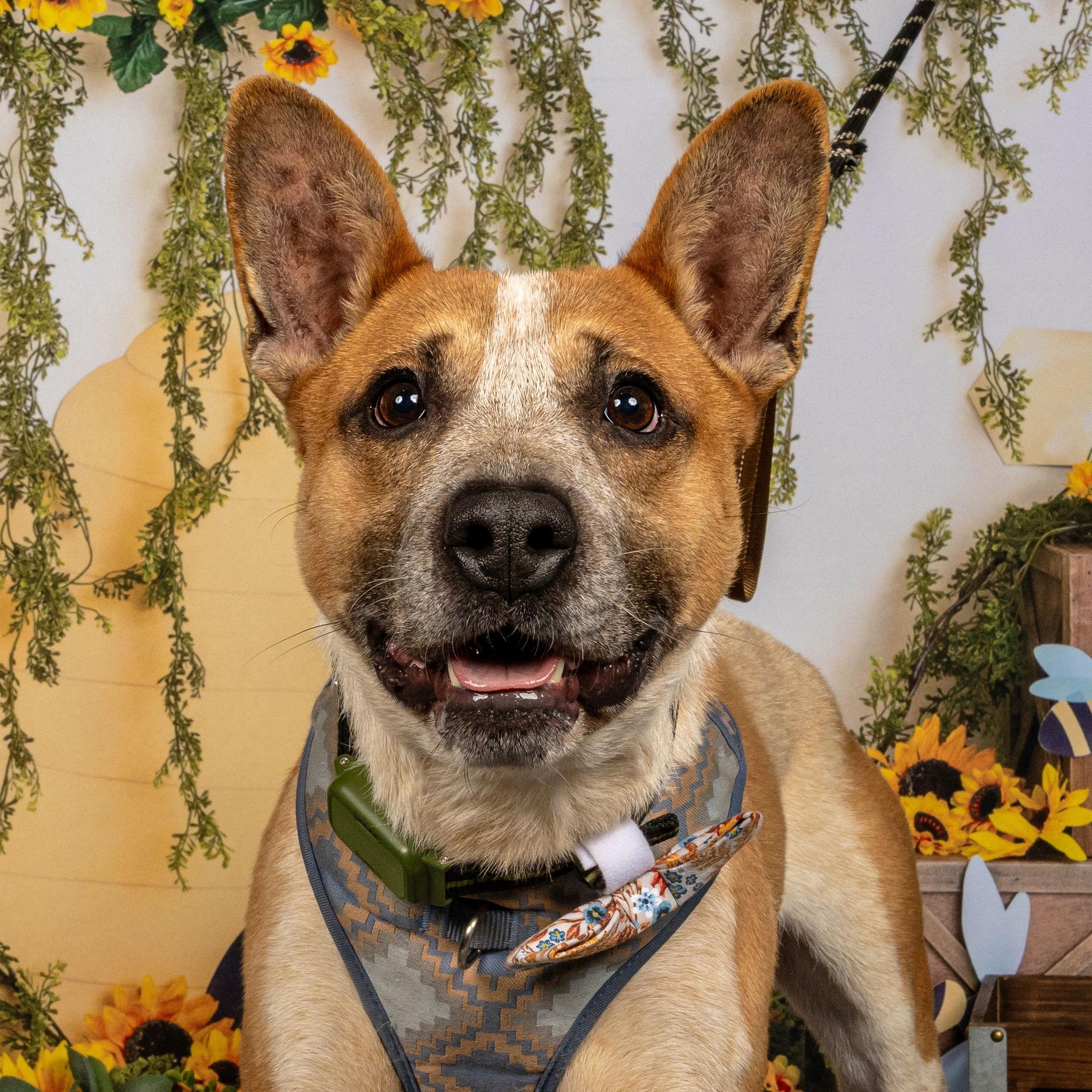 Redman, an adopted mixed breed in Richmond, VA image 2/6