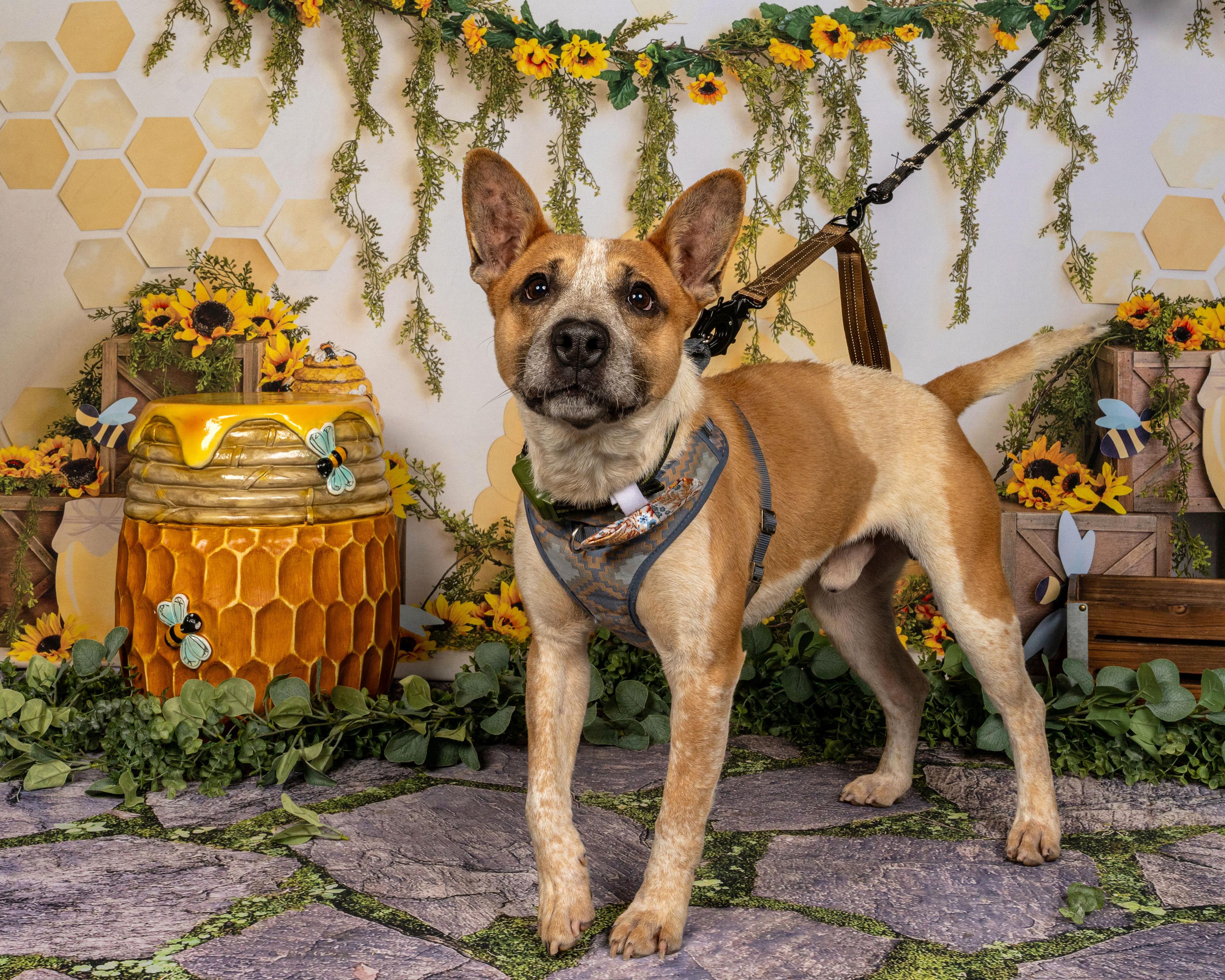 Redman, an adopted mixed breed in Richmond, VA image 4/6
