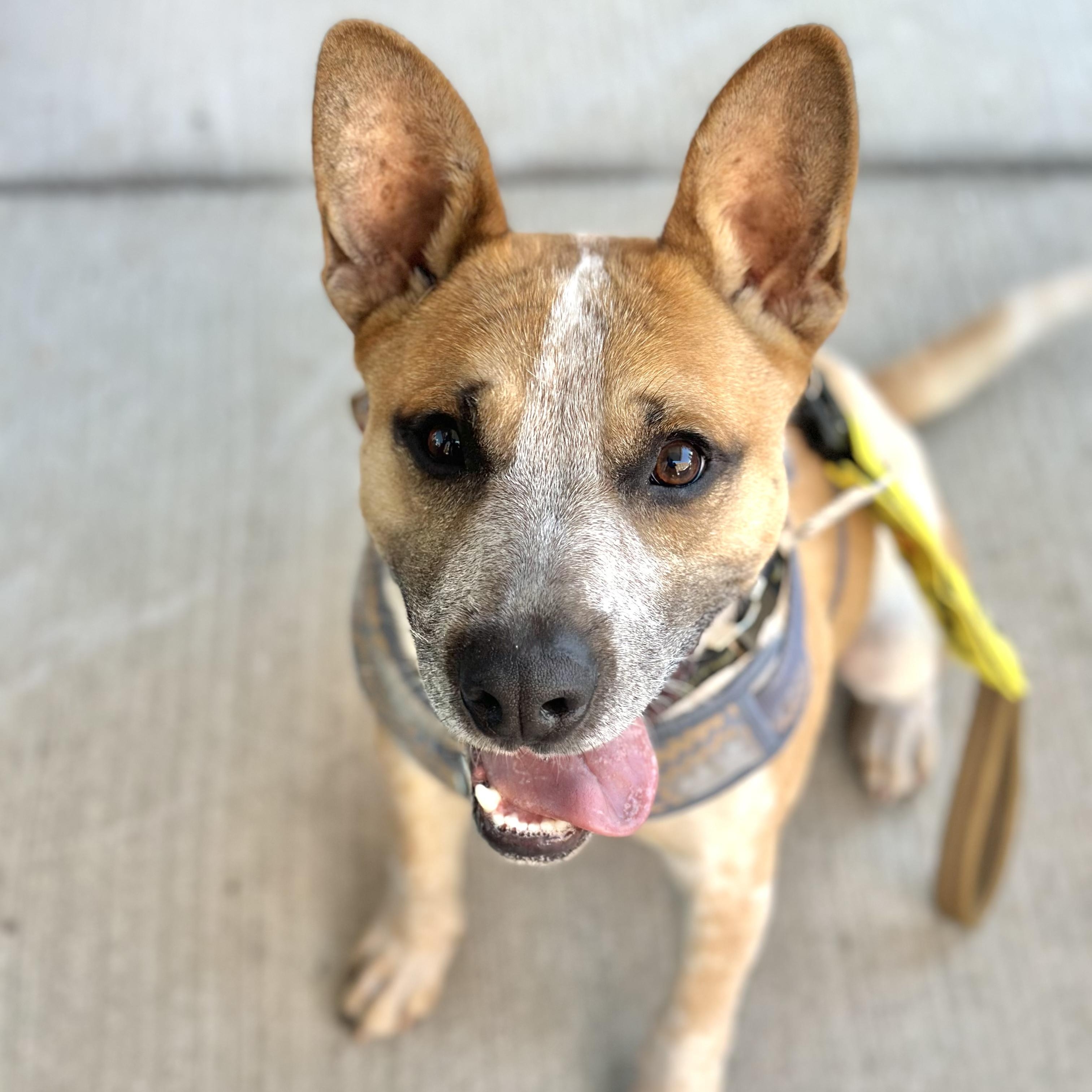 Redman, adopted, Adult Male Australian Cattle Dog / Blue Heeler.