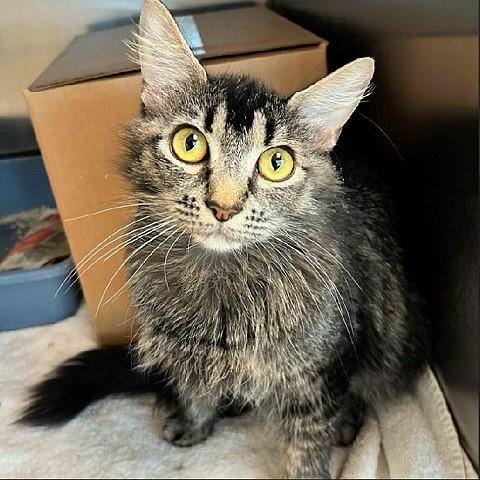 Enlarge Barbie, a ADOPTABLE Tabby in Salt Lake City, UT image 1/1