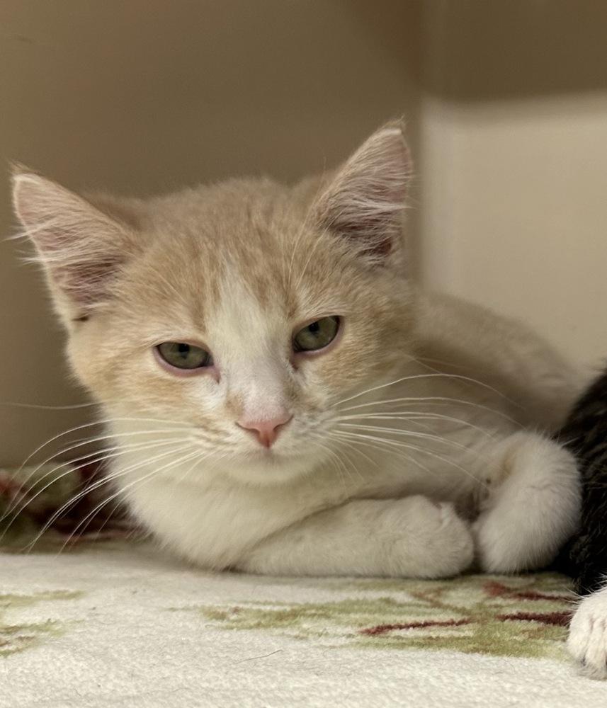 **Cat Cafe** Tiny Tim, a Adoptable Domestic Short Hair in Topeka, KS image 1/2