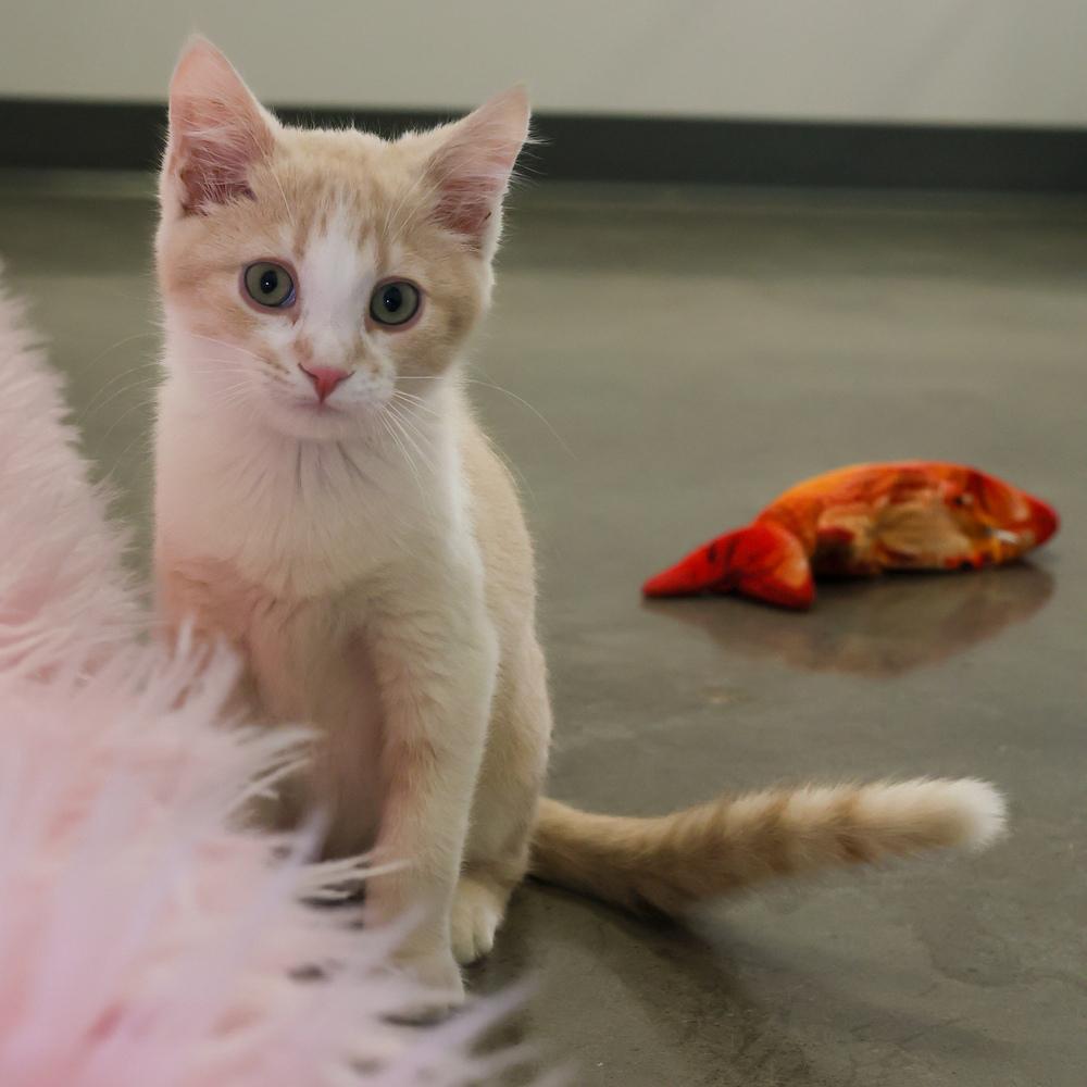 **Cat Cafe** Tiny Tim, a Adoptable Domestic Short Hair in Topeka, KS image 2/2