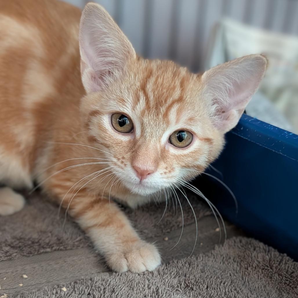 Plum, Adoptable, Kitten Female Domestic Short Hair.