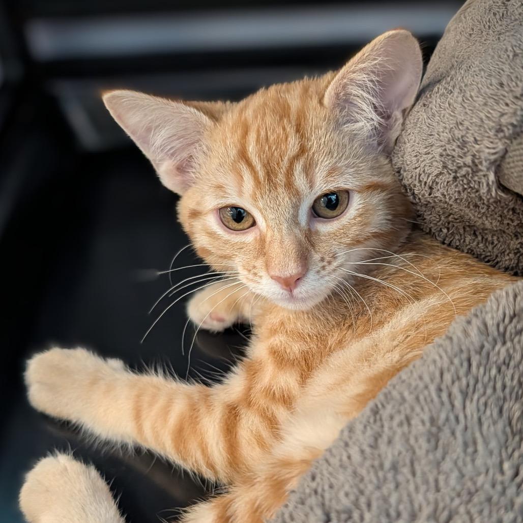 Plum, a Adoptable Domestic Short Hair in Freeport, FL image 2/4