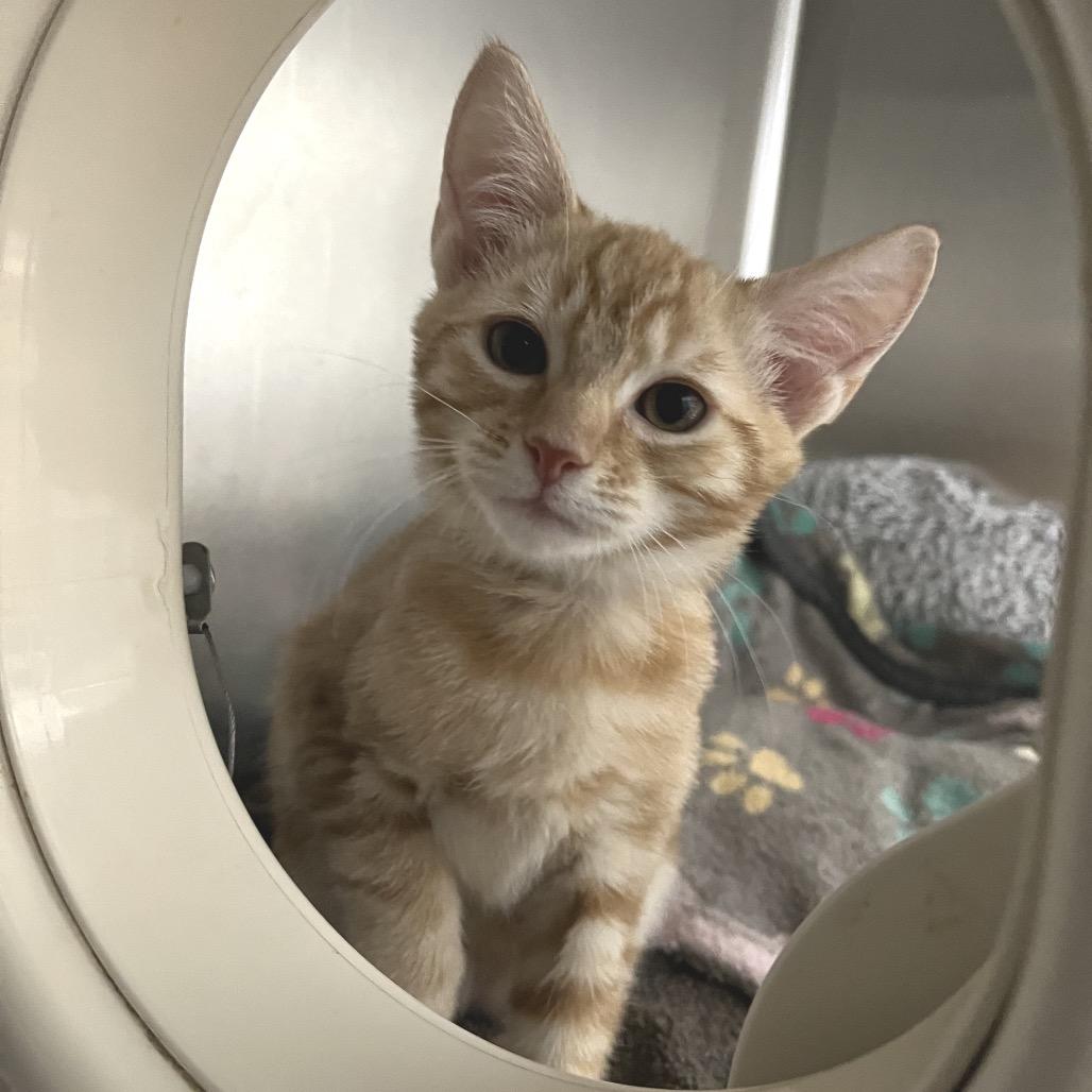 Plum, a Adoptable Domestic Short Hair in Freeport, FL image 4/4