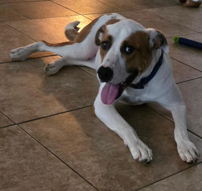 Enlarge Milo, a Adoptable Labrador Retriever in San Antonio, TX image 1/3