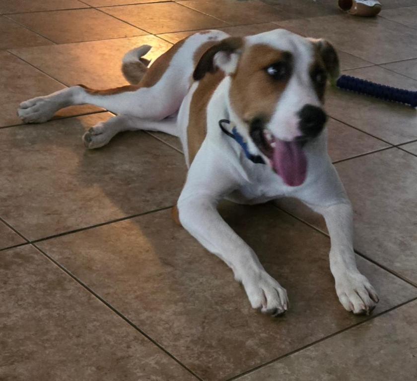 Enlarge Milo, a Adoptable Labrador Retriever in San Antonio, TX image 2/3