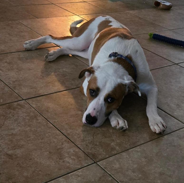 Enlarge Milo, a Adoptable Labrador Retriever in San Antonio, TX image 3/3